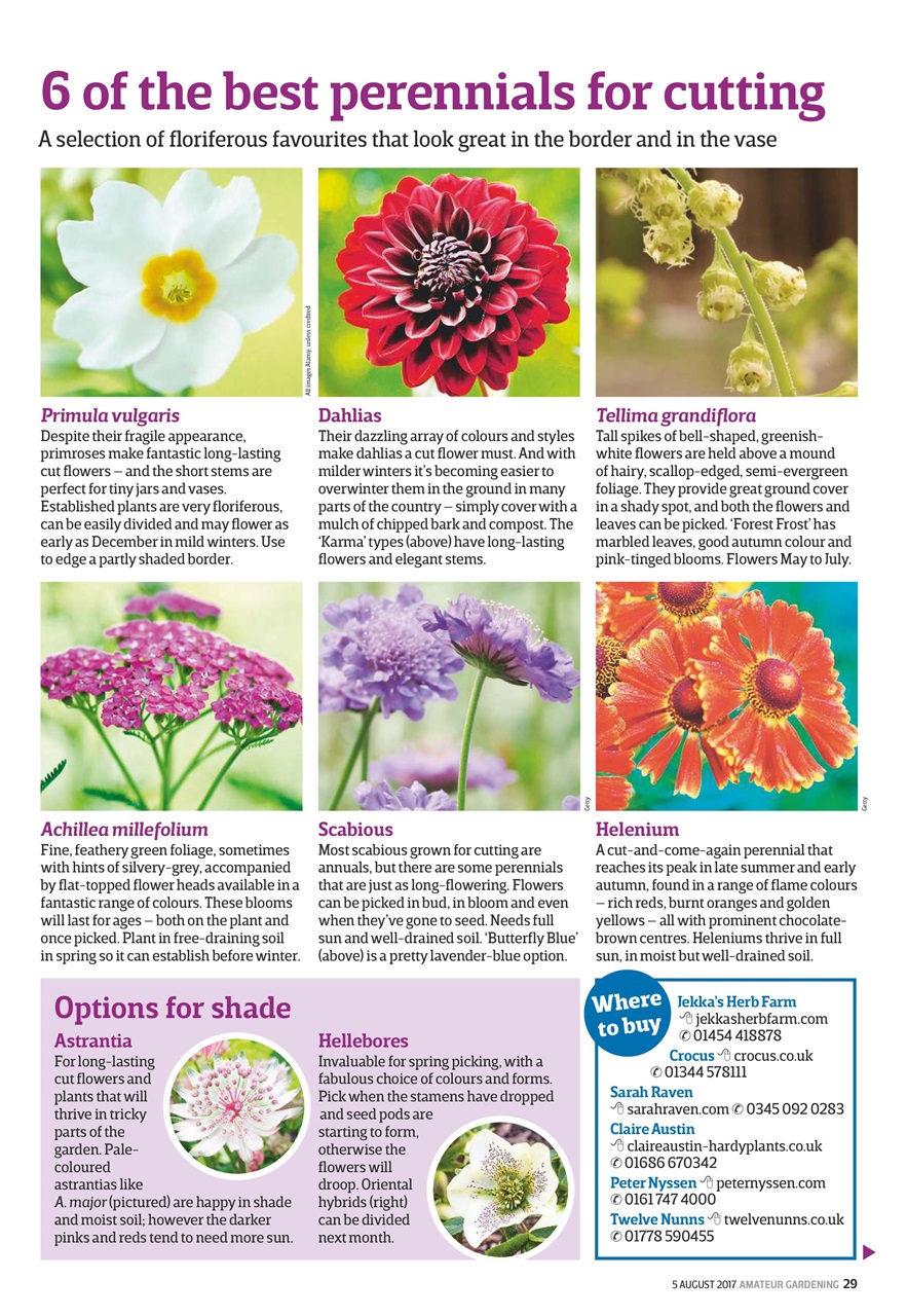 Amateur Gardening Preview Pages