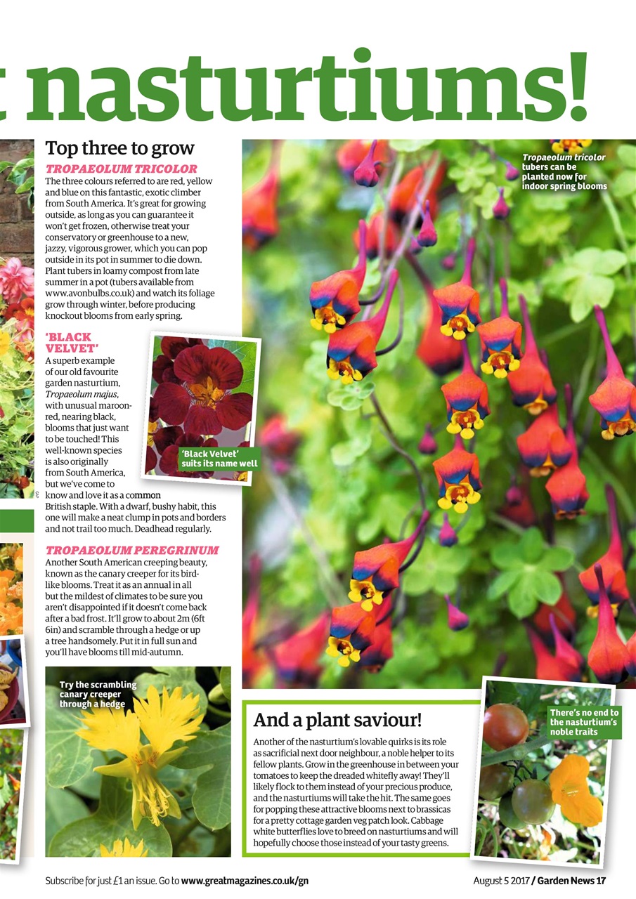 Garden News Preview Pages