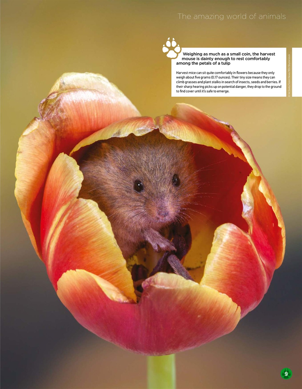 World of Animals Preview Pages