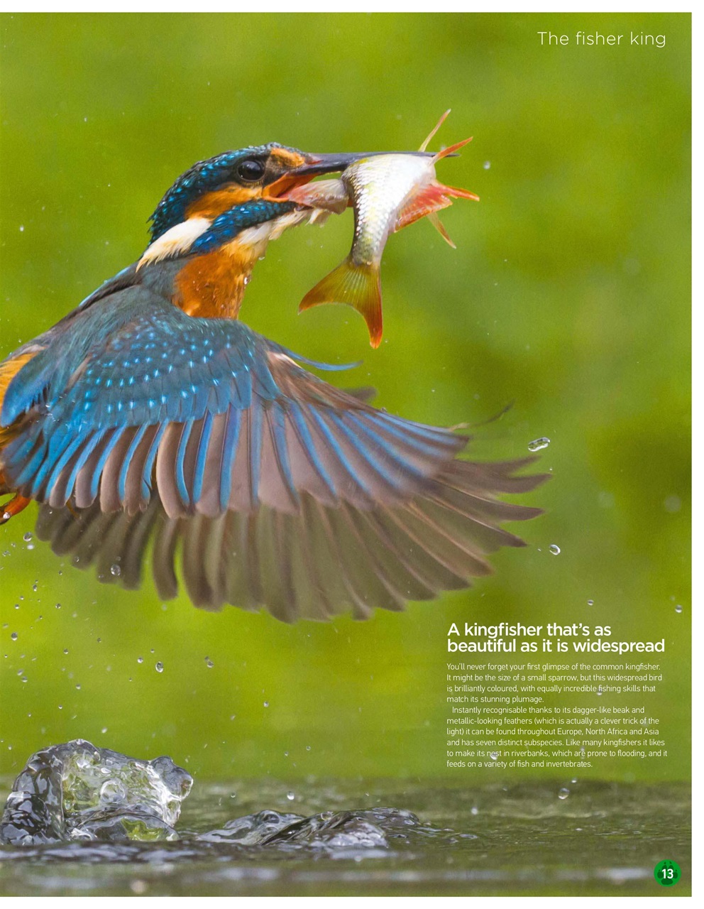 World of Animals Preview Pages
