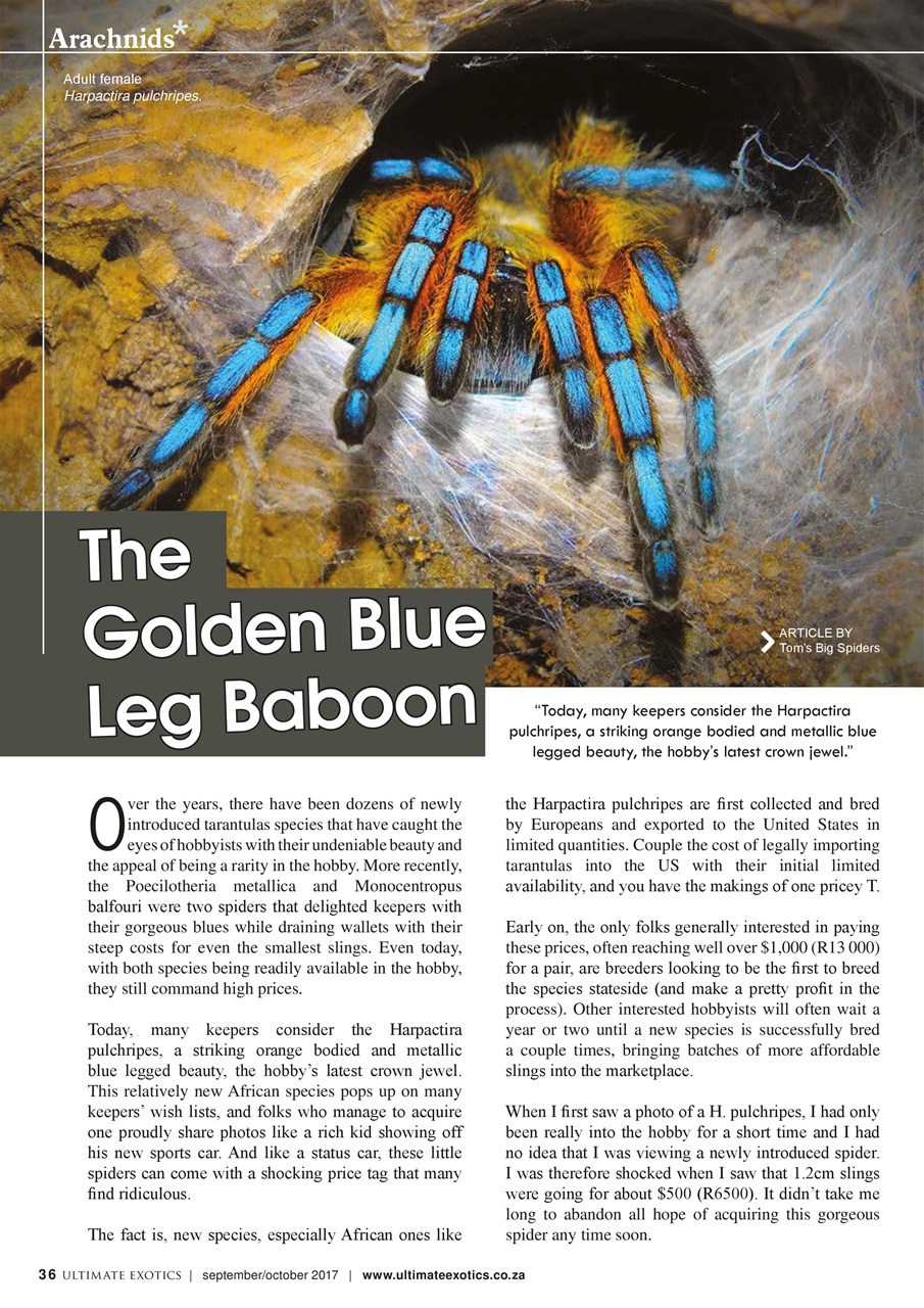 Ultimate Exotics Preview Pages