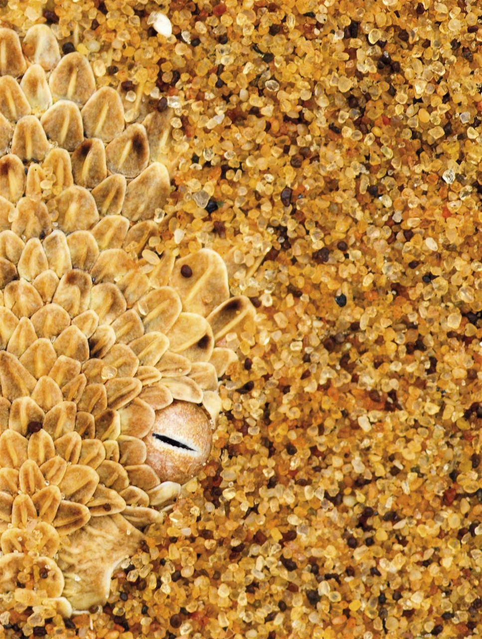 BBC Science Focus Magazine Preview Pages