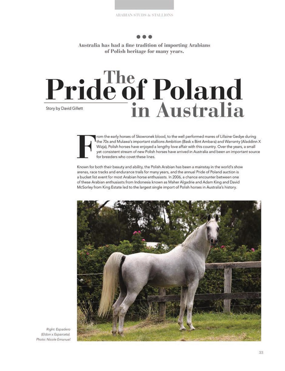 Arabian Studs & Stallions Preview Pages
