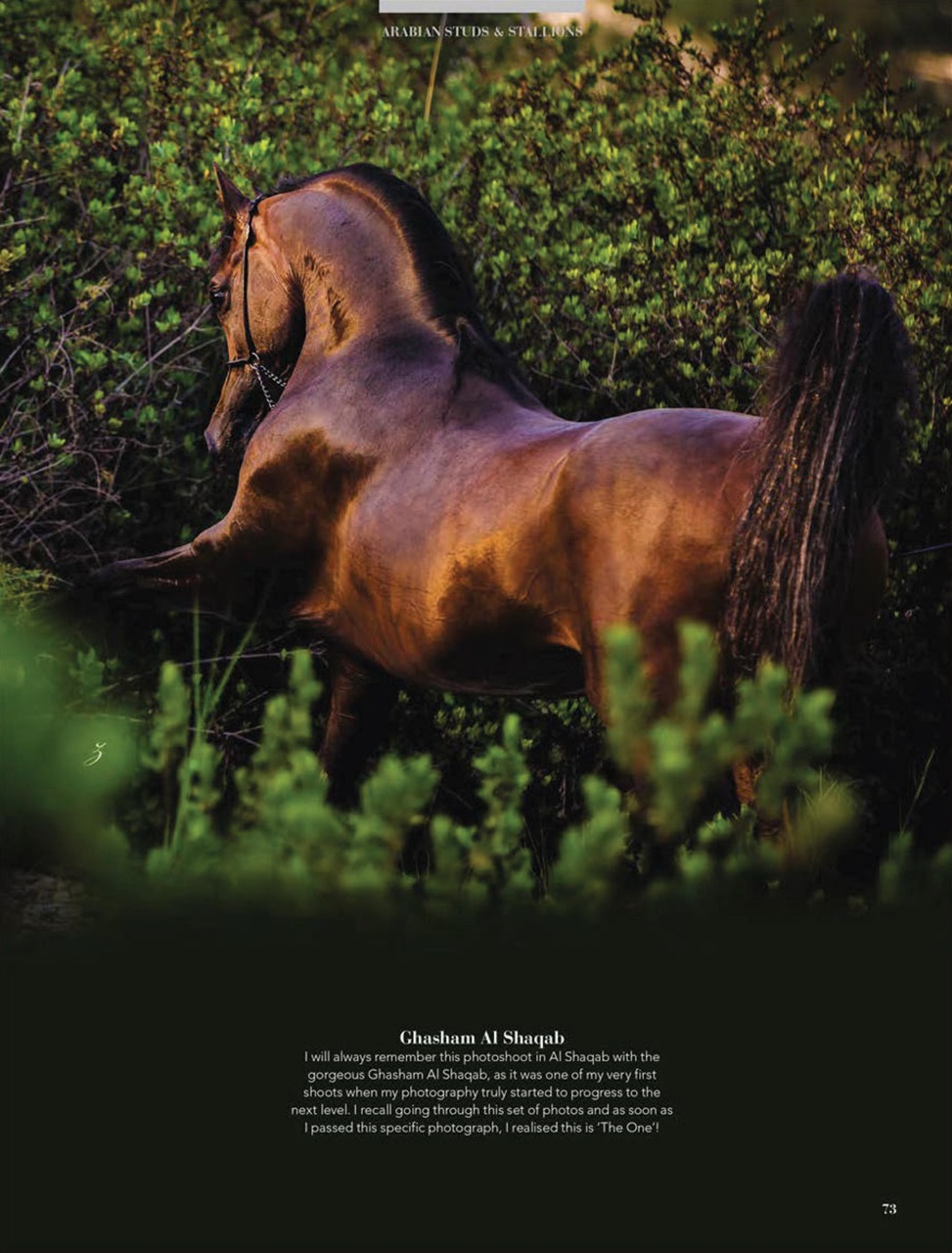 Arabian Studs & Stallions Preview Pages
