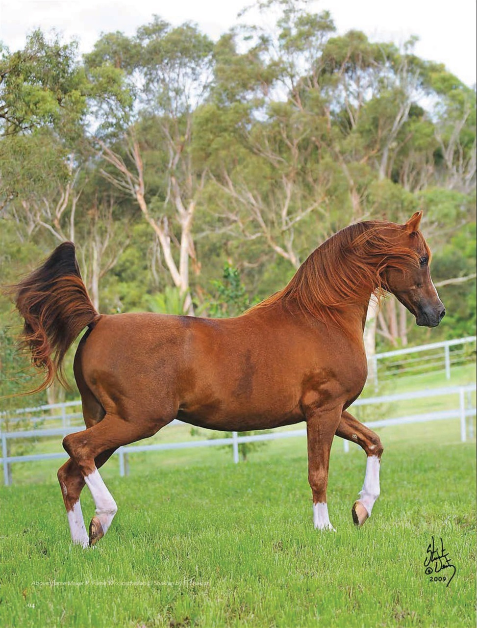 Arabian Studs & Stallions Preview Pages
