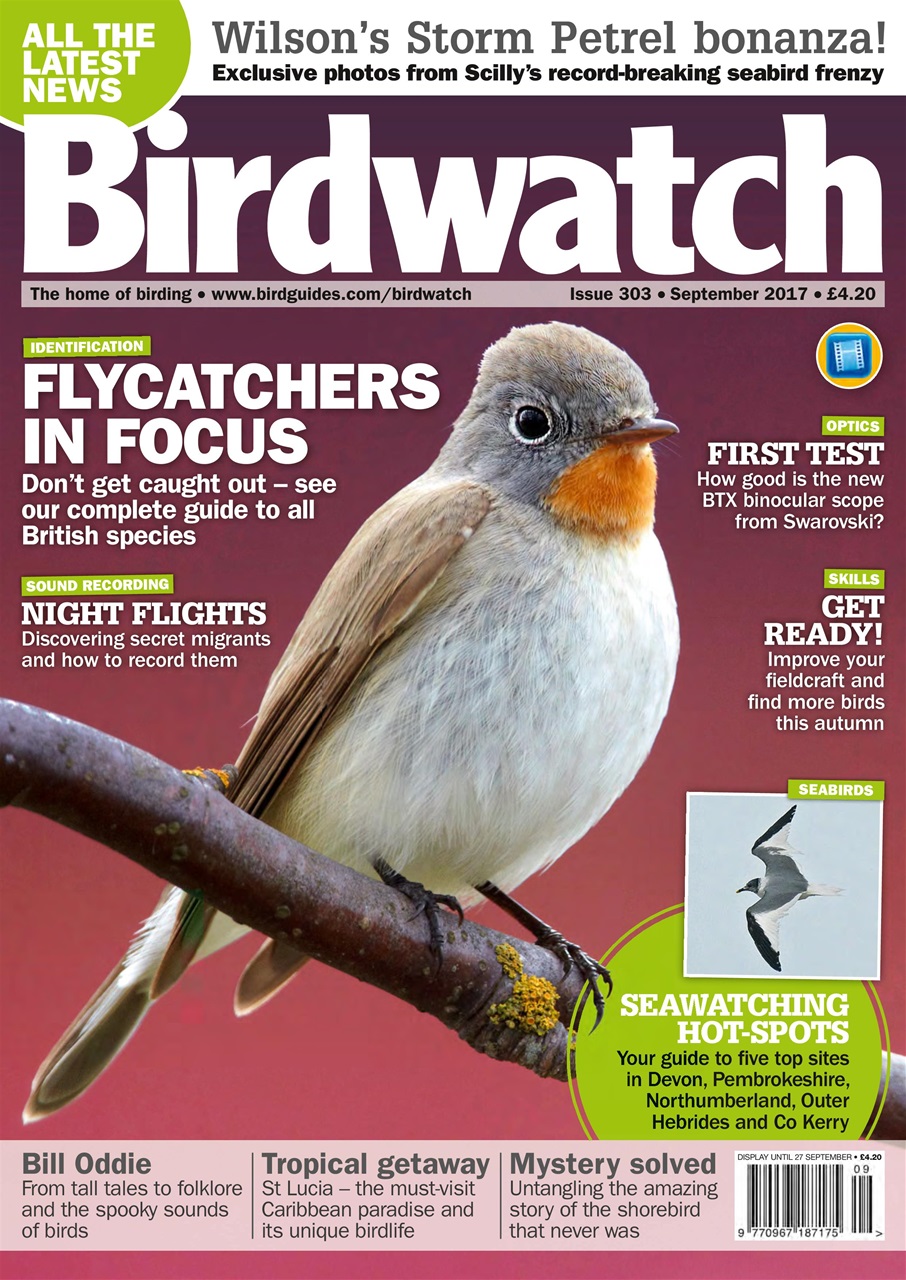 Birdwatch Magazine Preview Pages