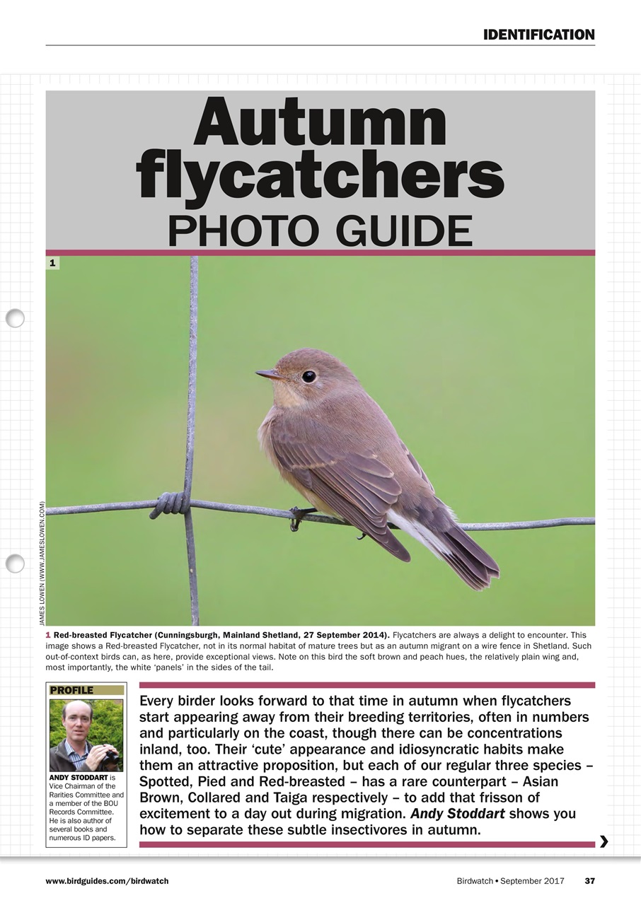 Birdwatch Magazine Preview Pages