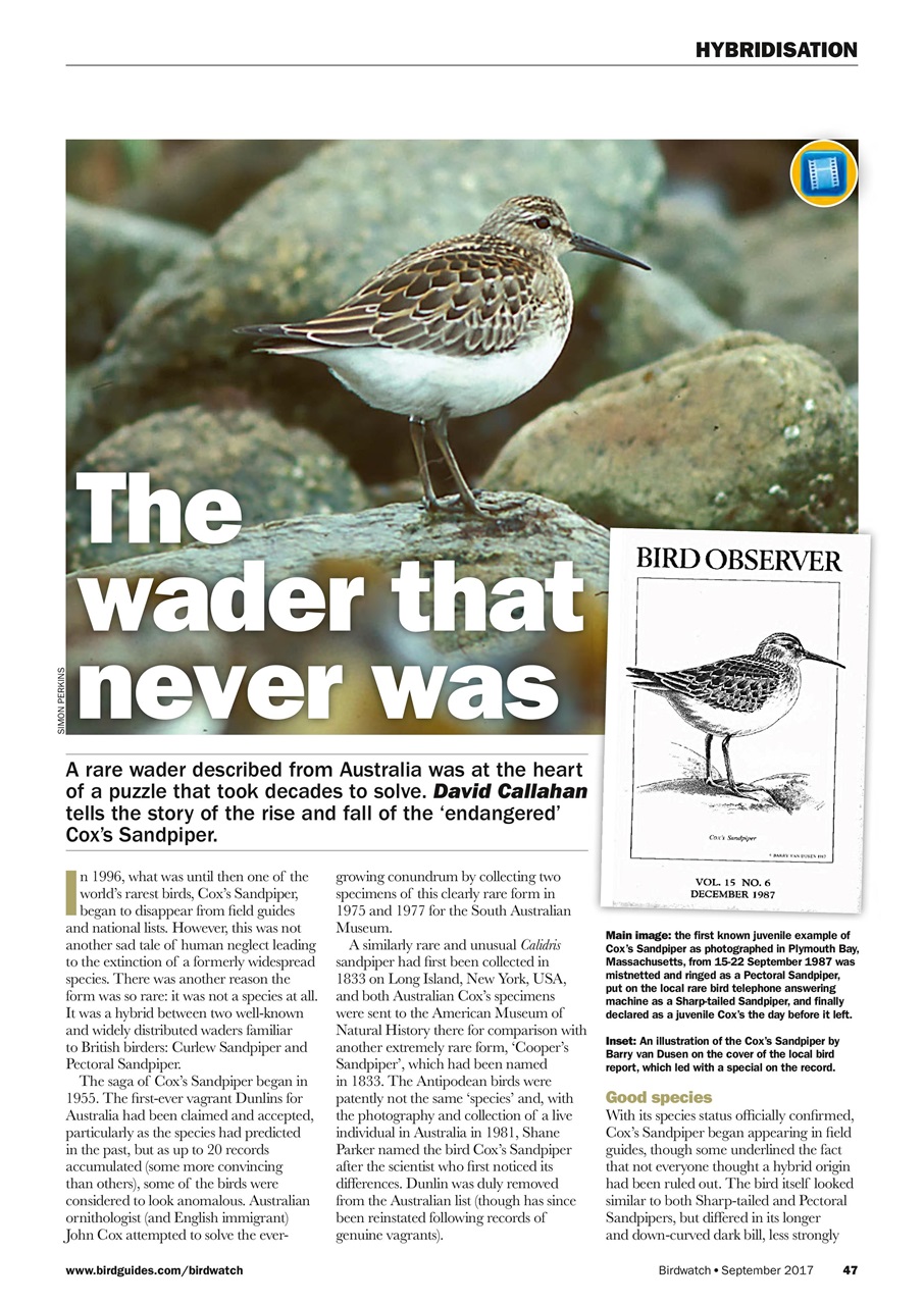 Birdwatch Magazine Preview Pages