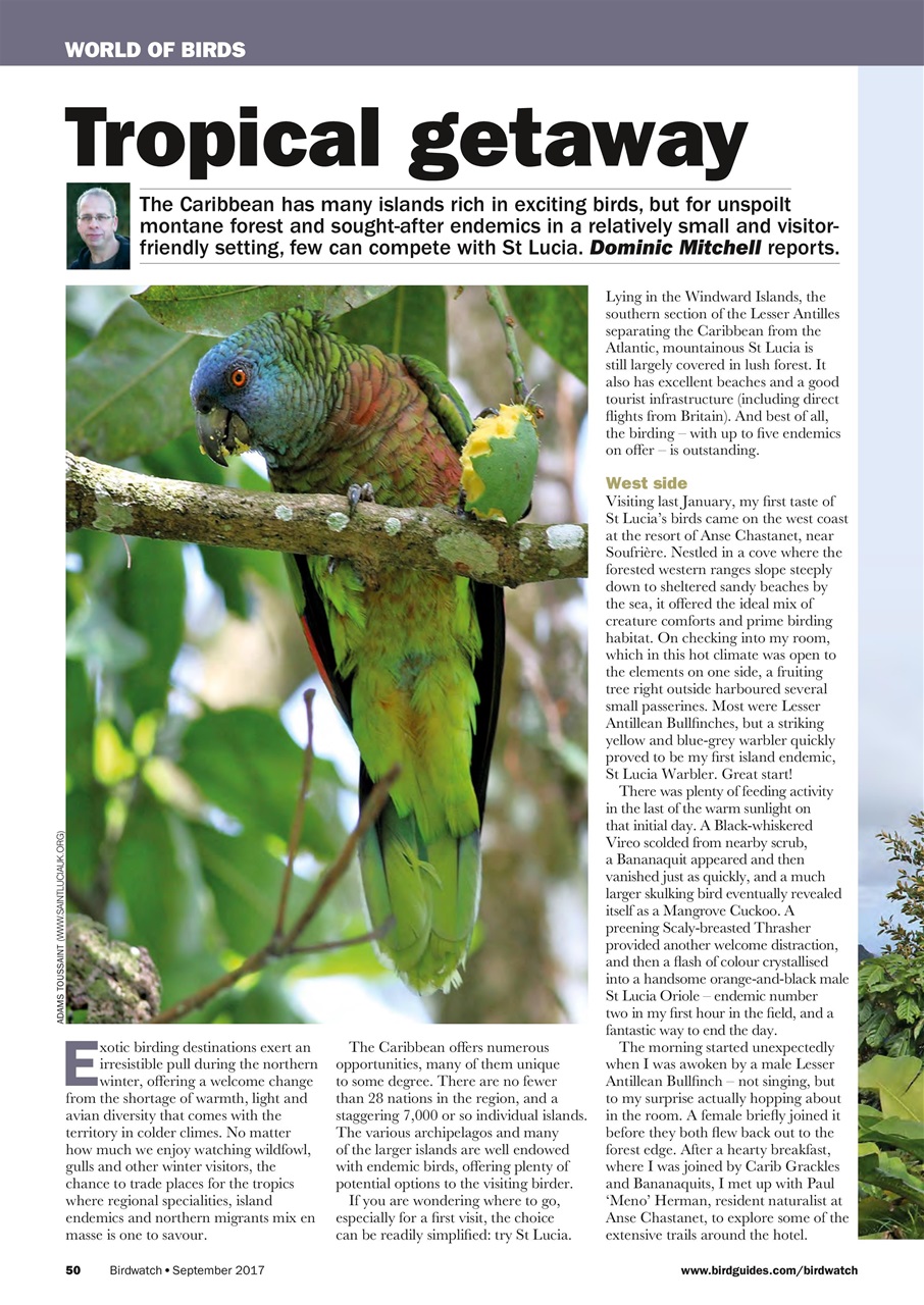 Birdwatch Magazine Preview Pages