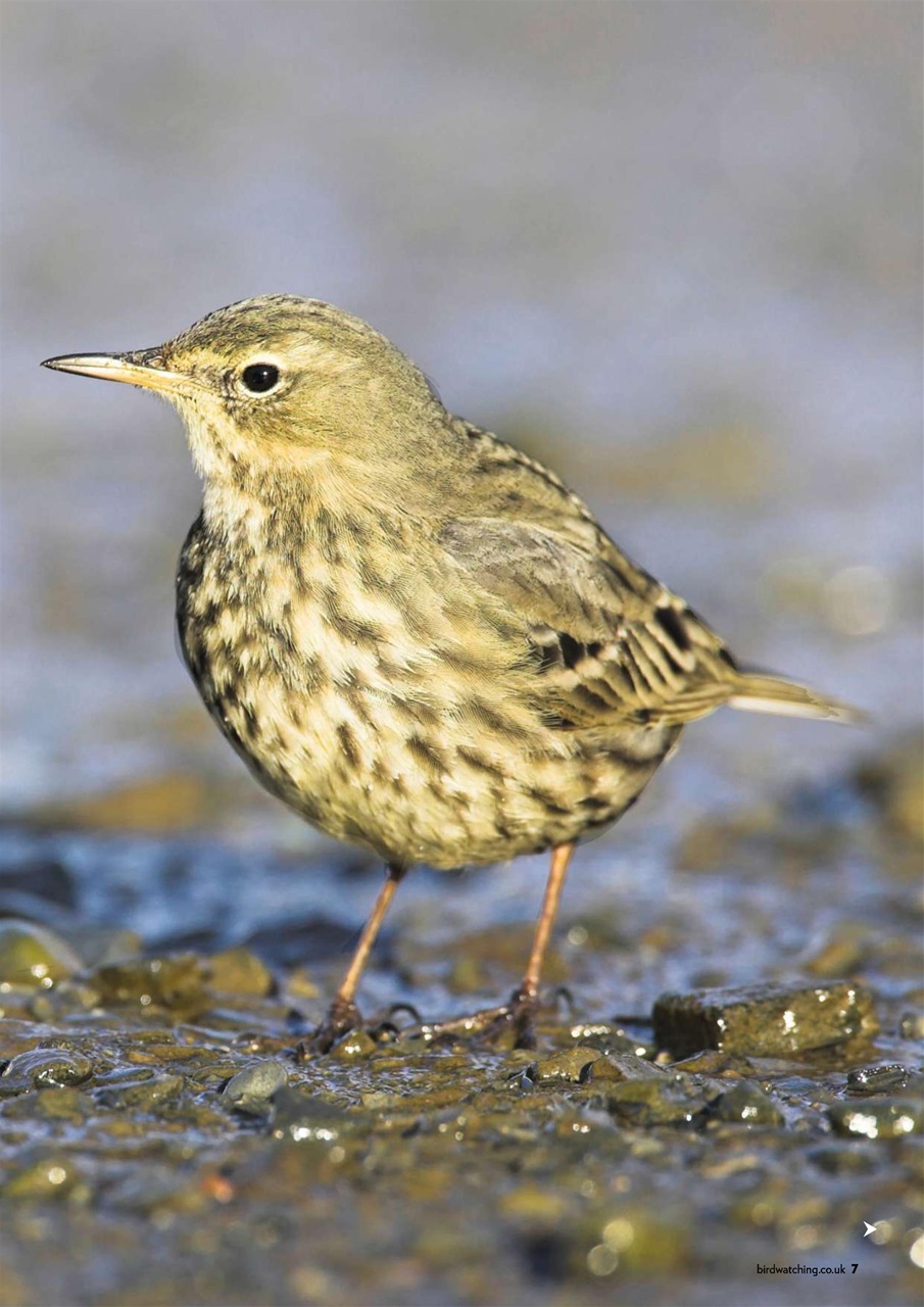 Bird Watching Preview Pages