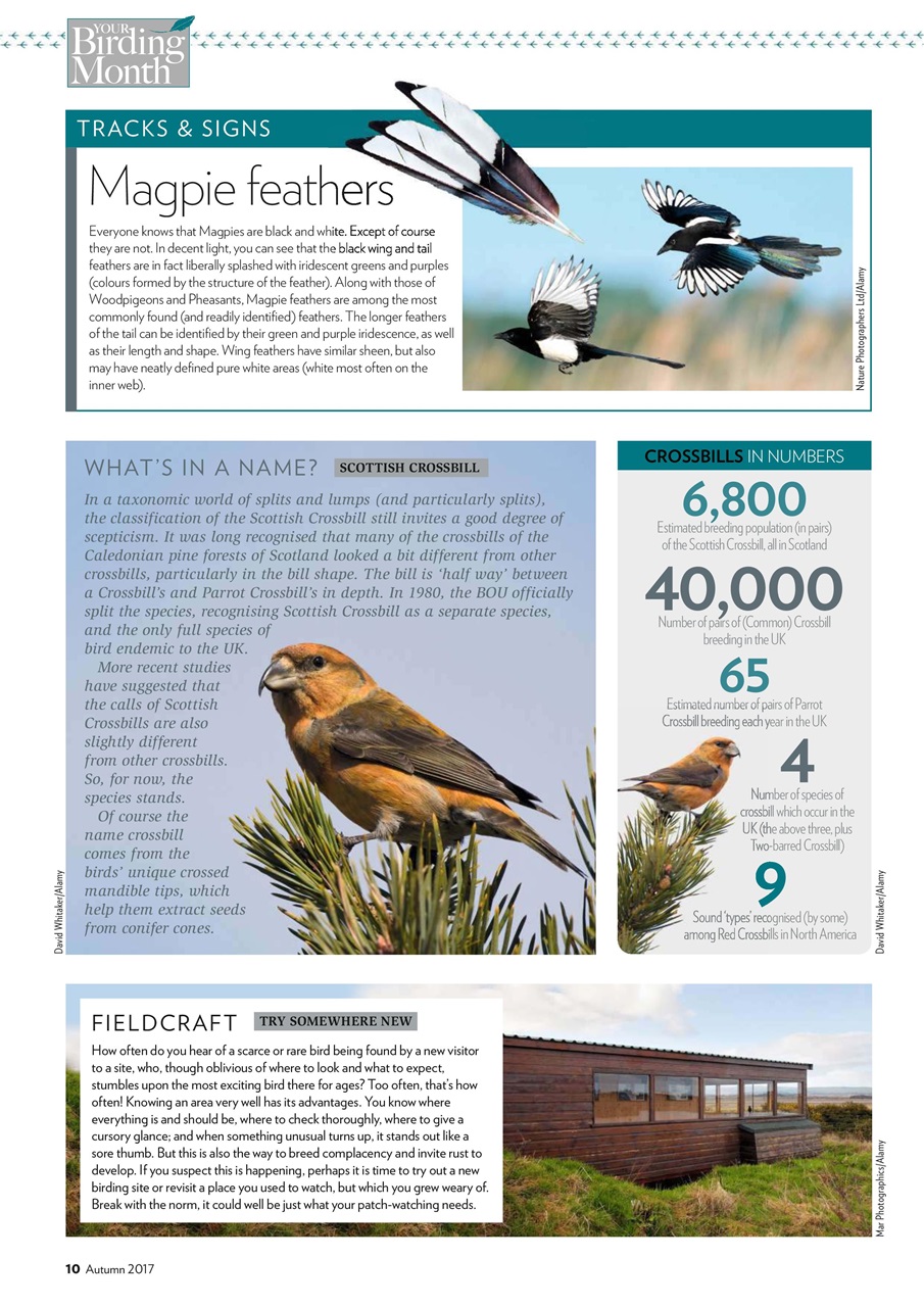 Bird Watching Preview Pages