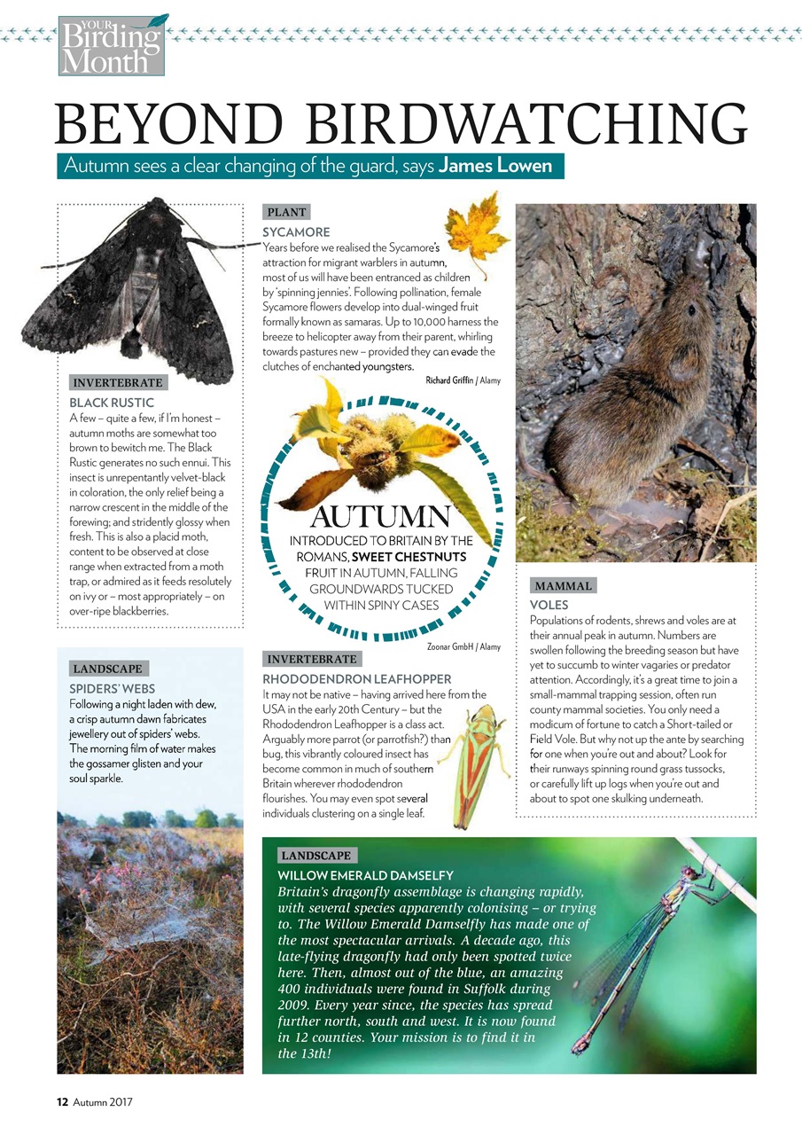 Bird Watching Preview Pages