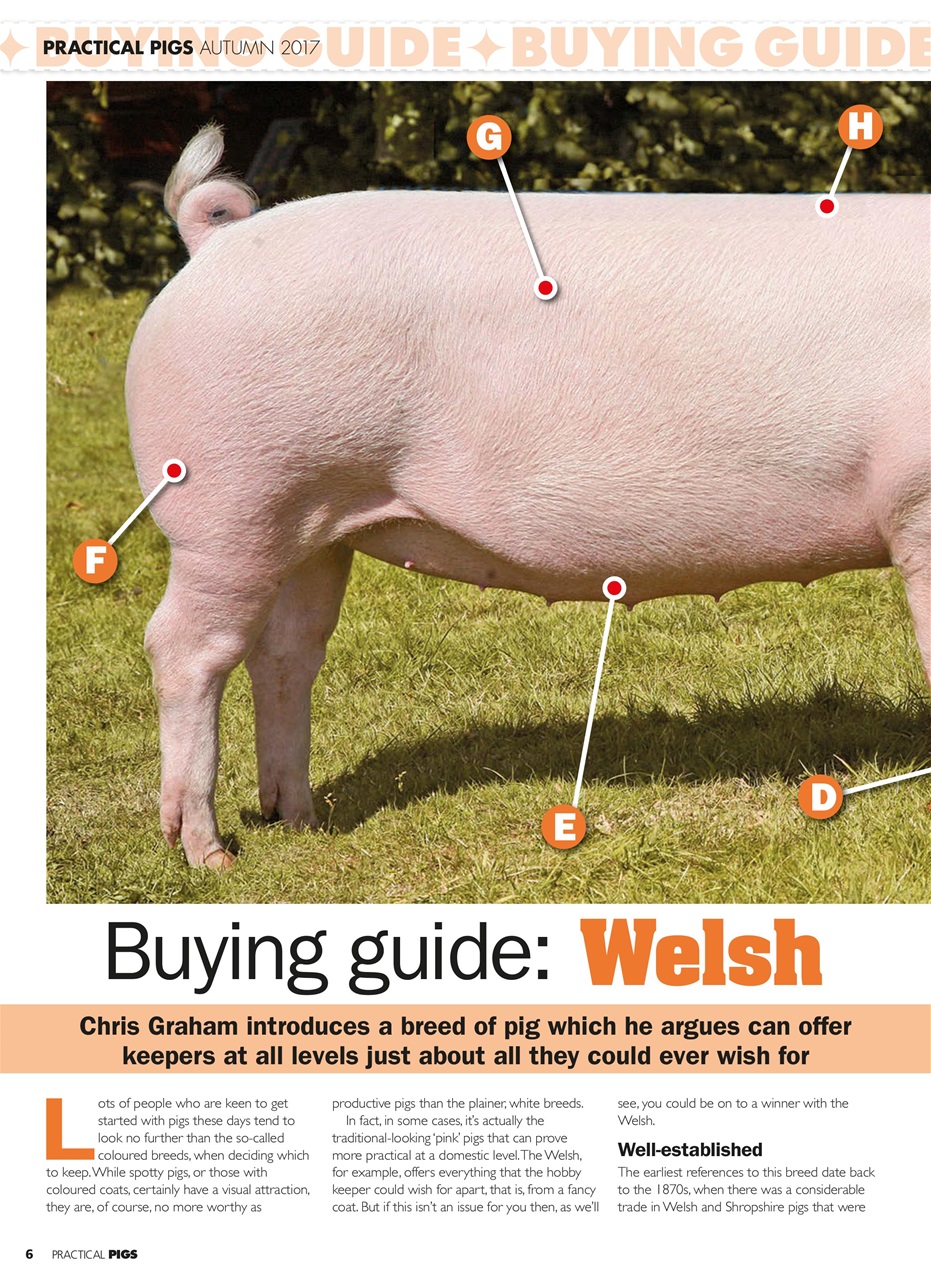 Practical Pigs Preview Pages