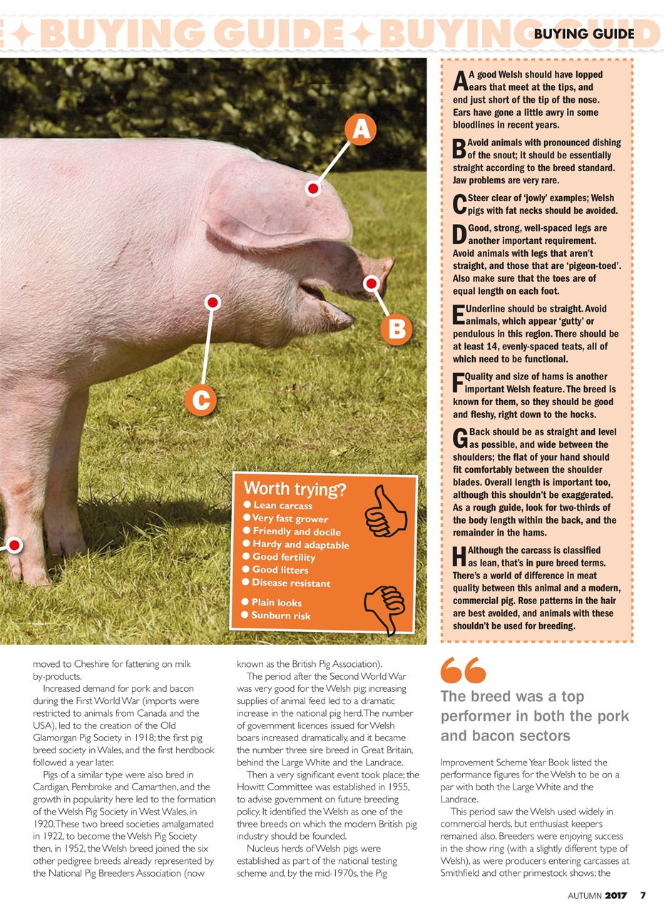 Practical Pigs Preview Pages