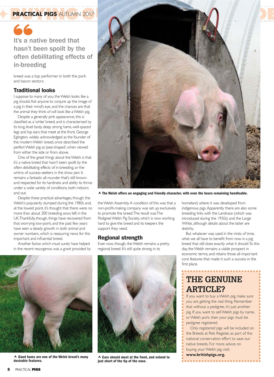 Practical Pigs Preview Pages