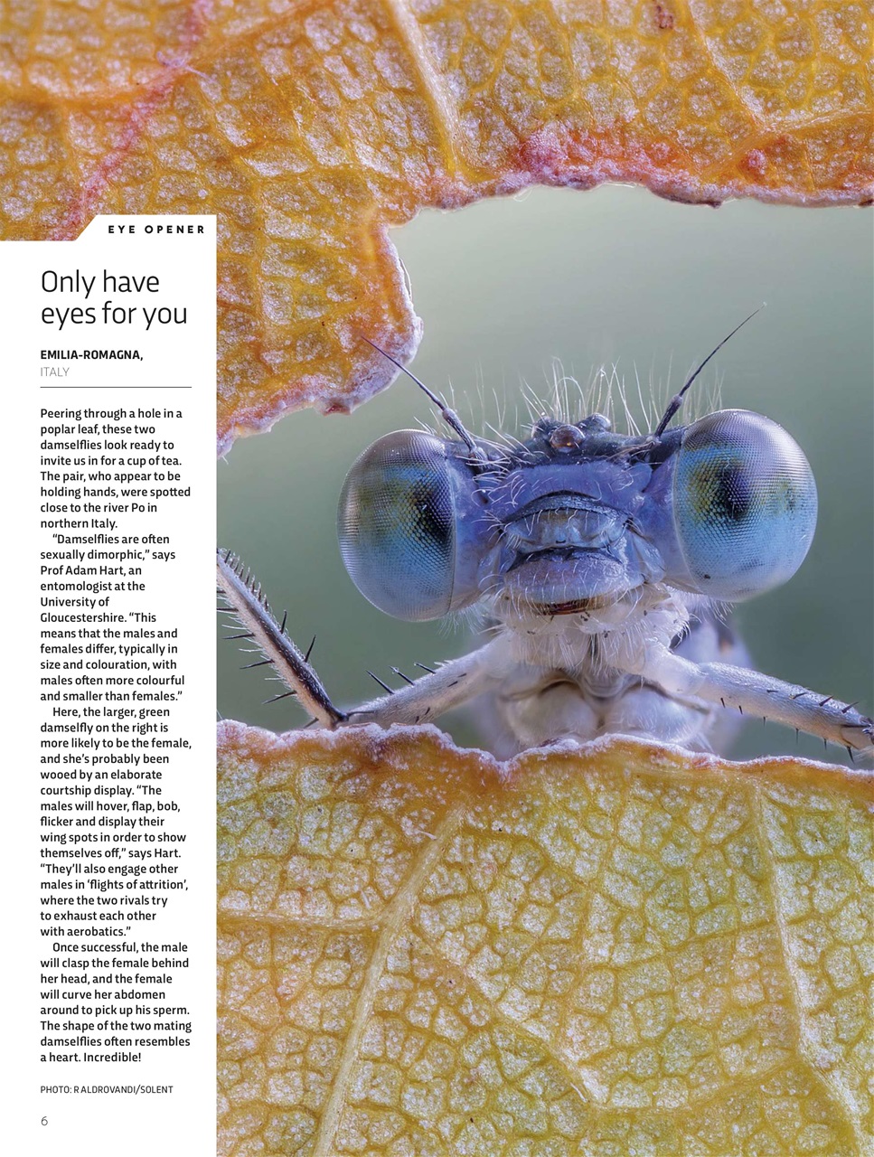 BBC Science Focus Magazine Preview Pages
