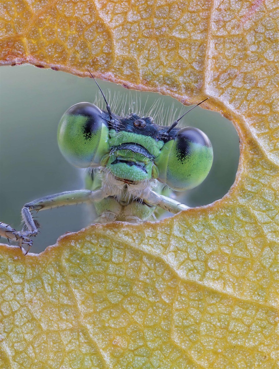 BBC Science Focus Magazine Preview Pages