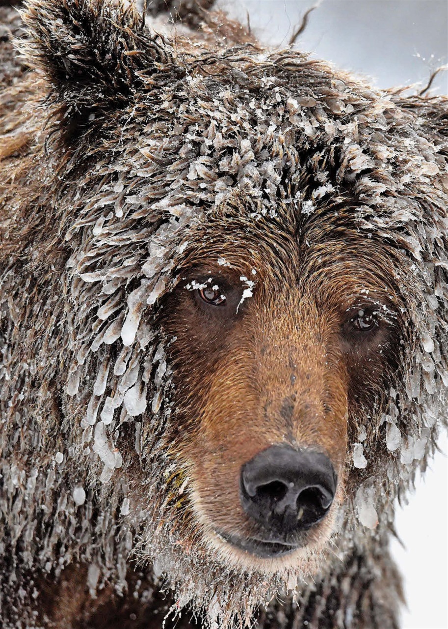 Canadian Geographic Preview Pages