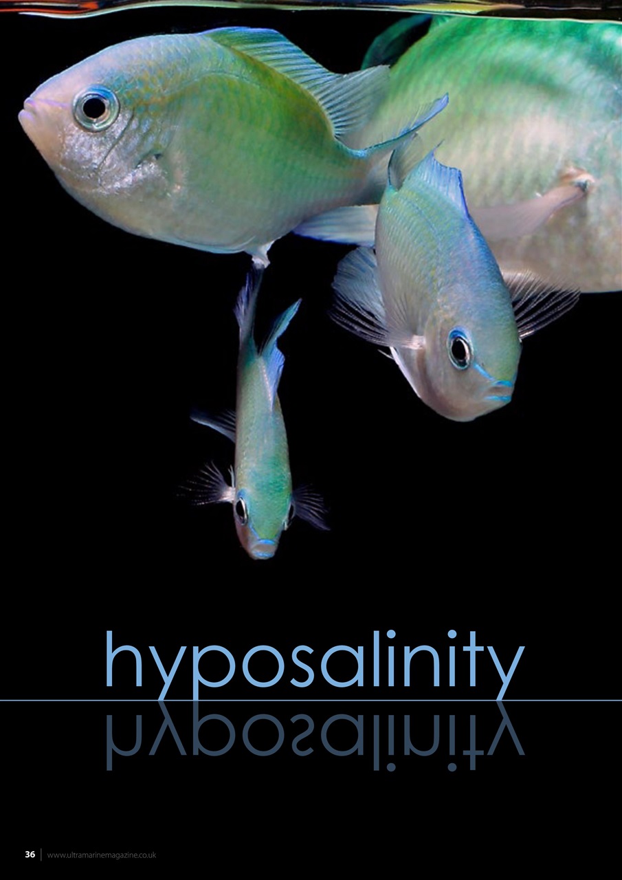 UltraMarine Magazine Preview Pages