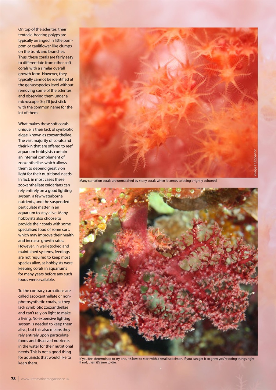 UltraMarine Magazine Preview Pages