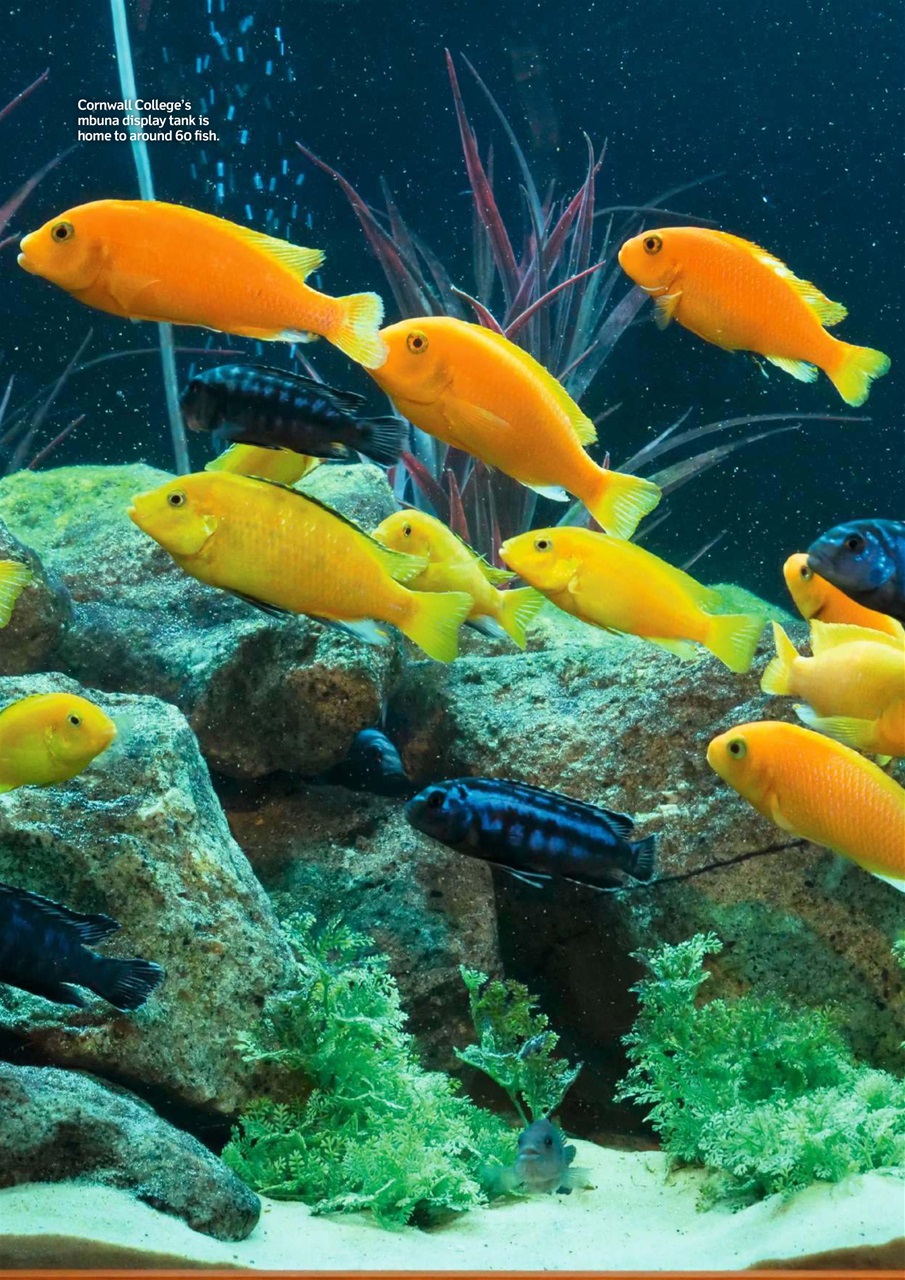 Practical Fishkeeping Preview Pages