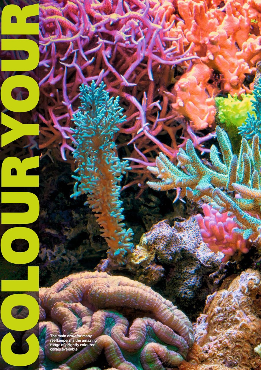 Practical Fishkeeping Preview Pages