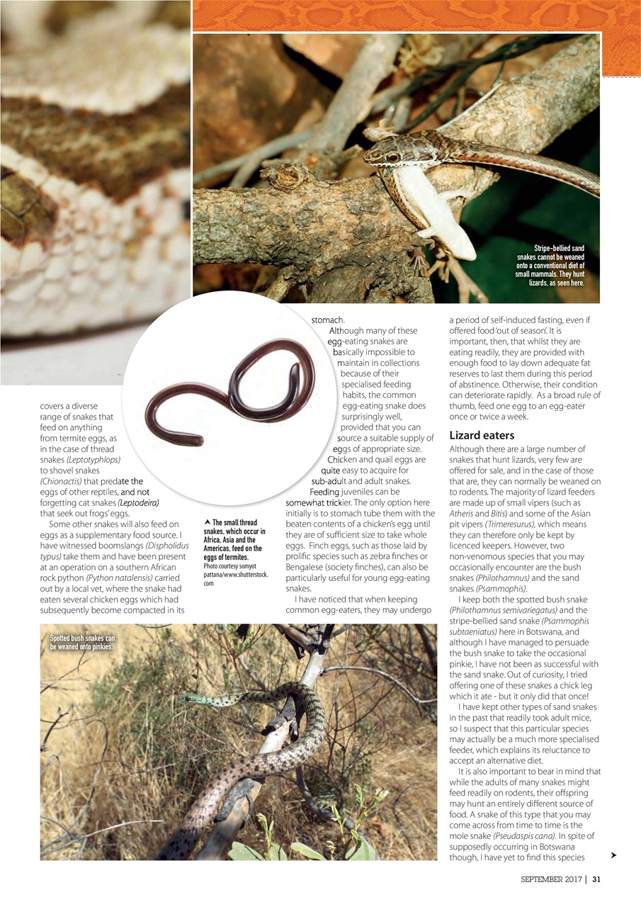 Practical Reptile Keeping Preview Pages