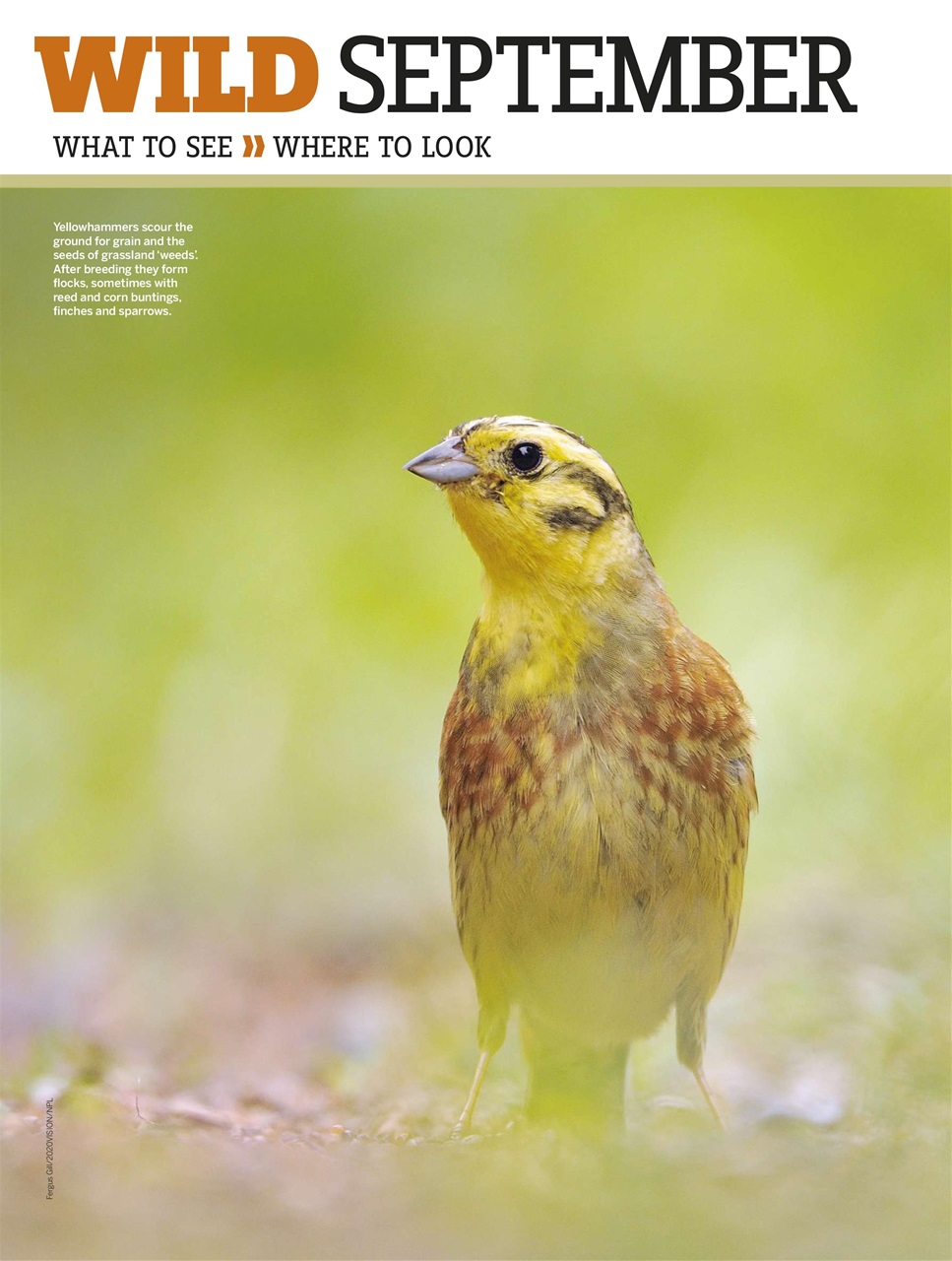 BBC Wildlife Magazine Preview Pages