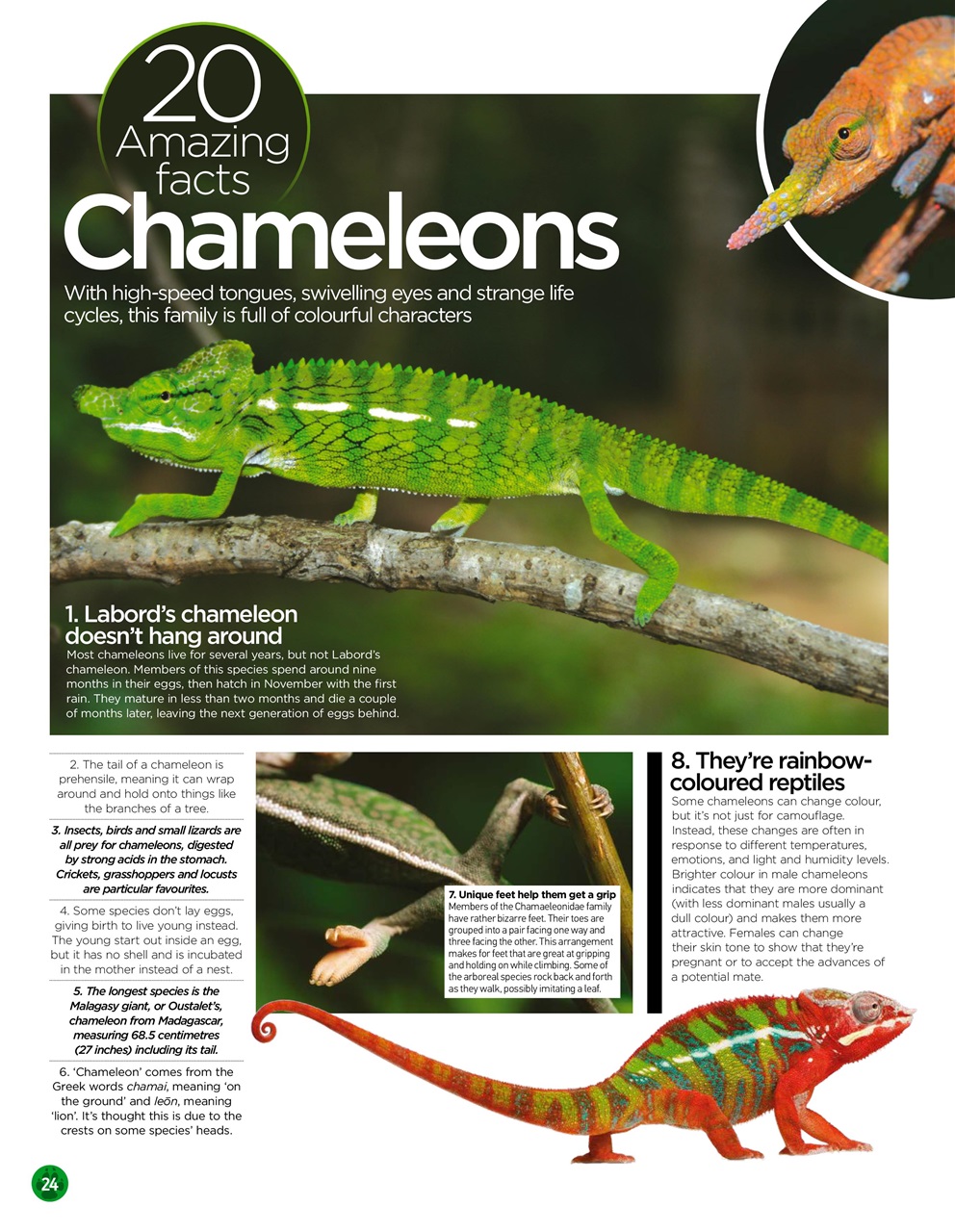 World of Animals Preview Pages