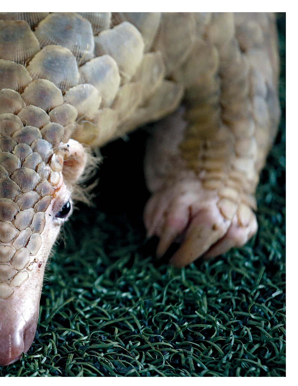 Newsweek International Preview Pages