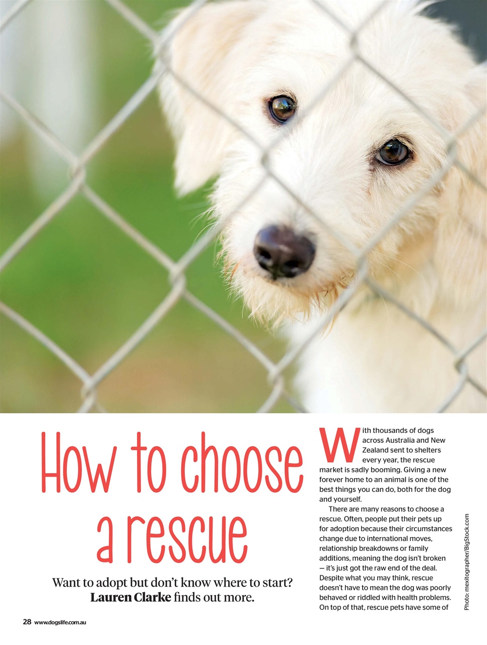 Dogs Life Preview Pages