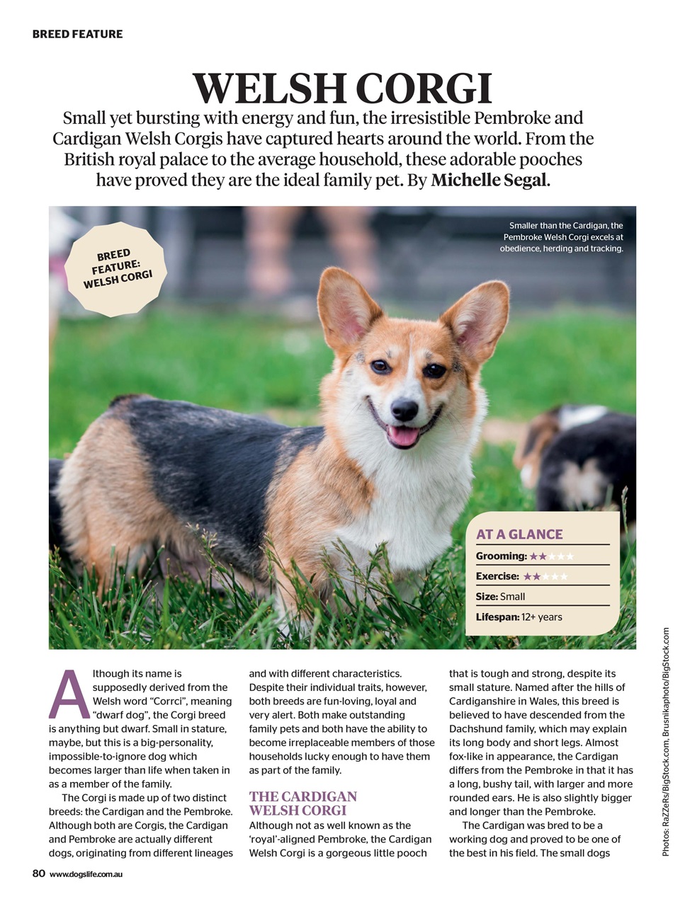 Dogs Life Preview Pages