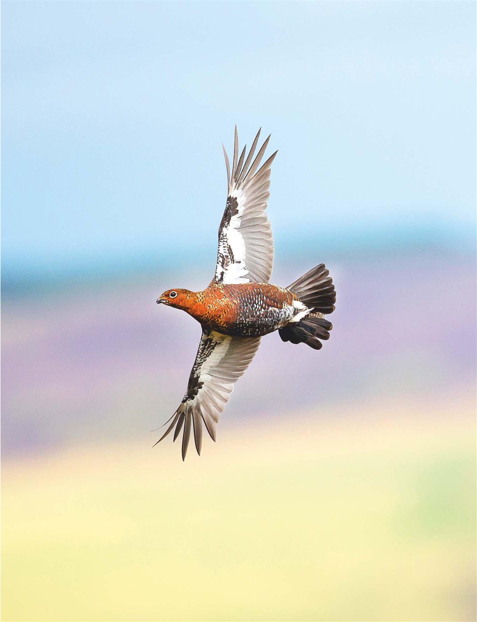 Country Life Preview Pages