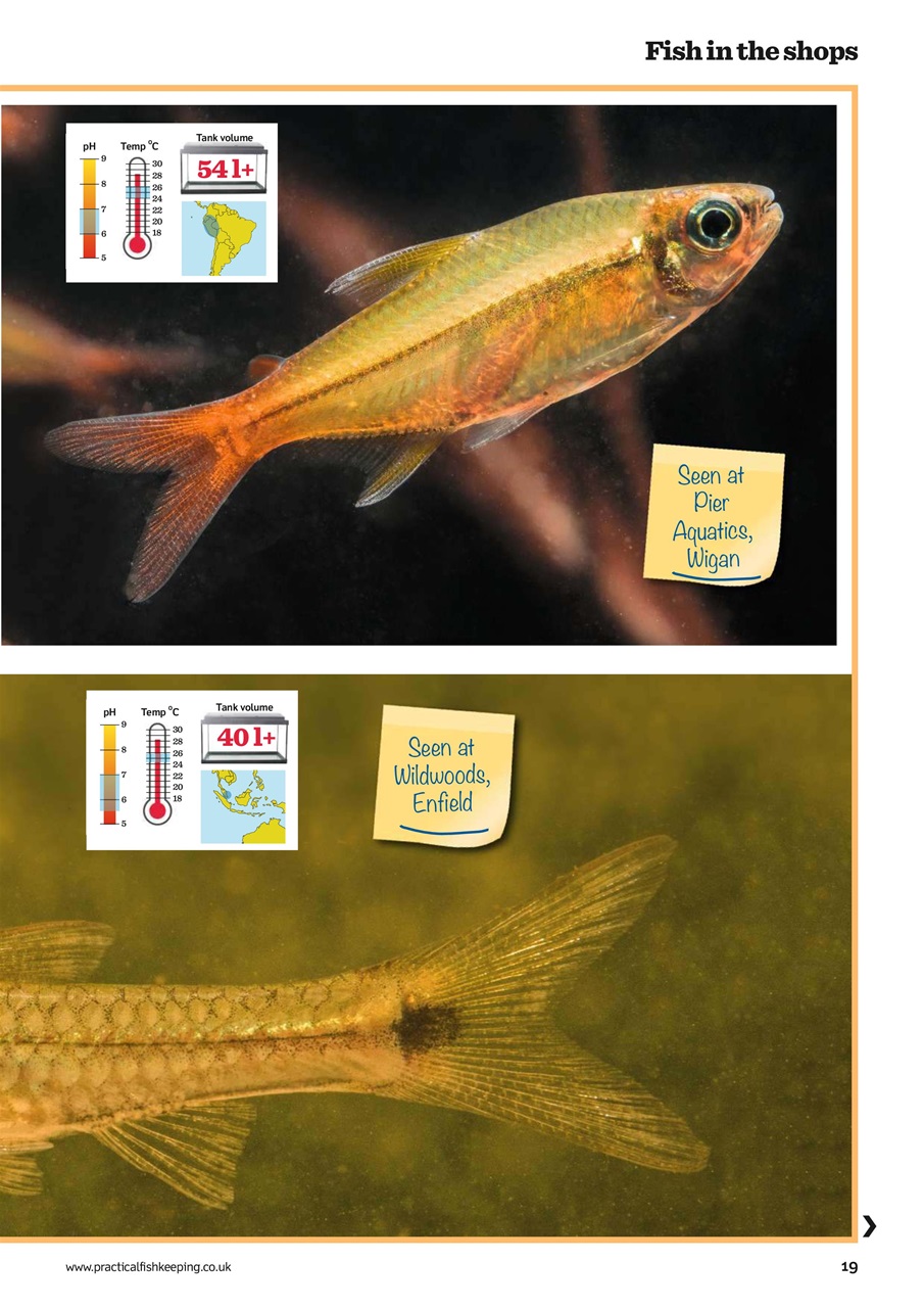Practical Fishkeeping Preview Pages