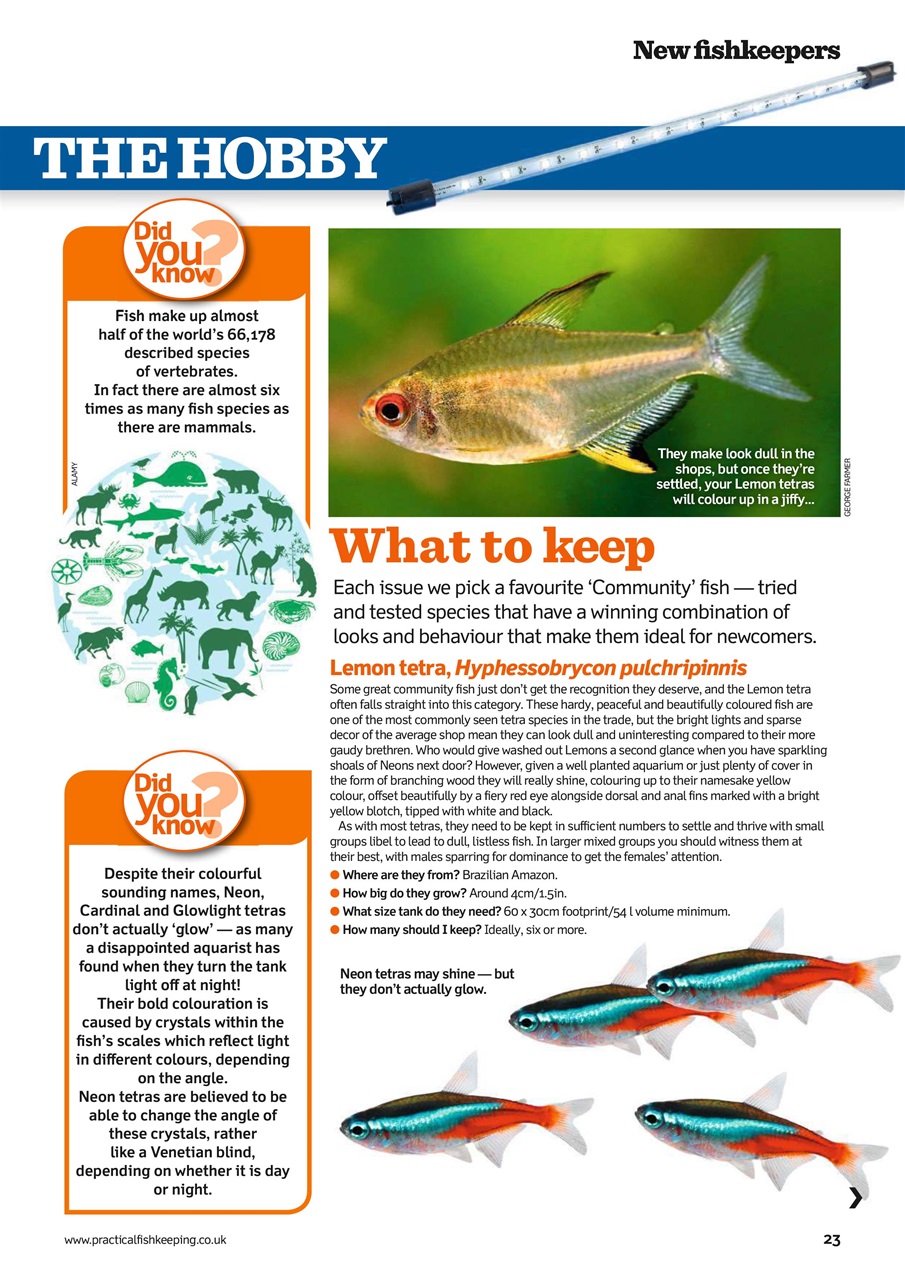 Practical Fishkeeping Preview Pages