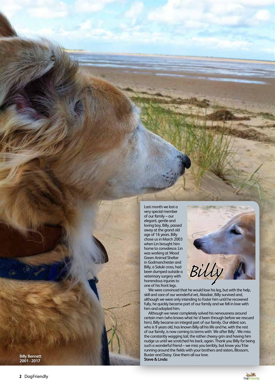 Dog Friendly Preview Pages