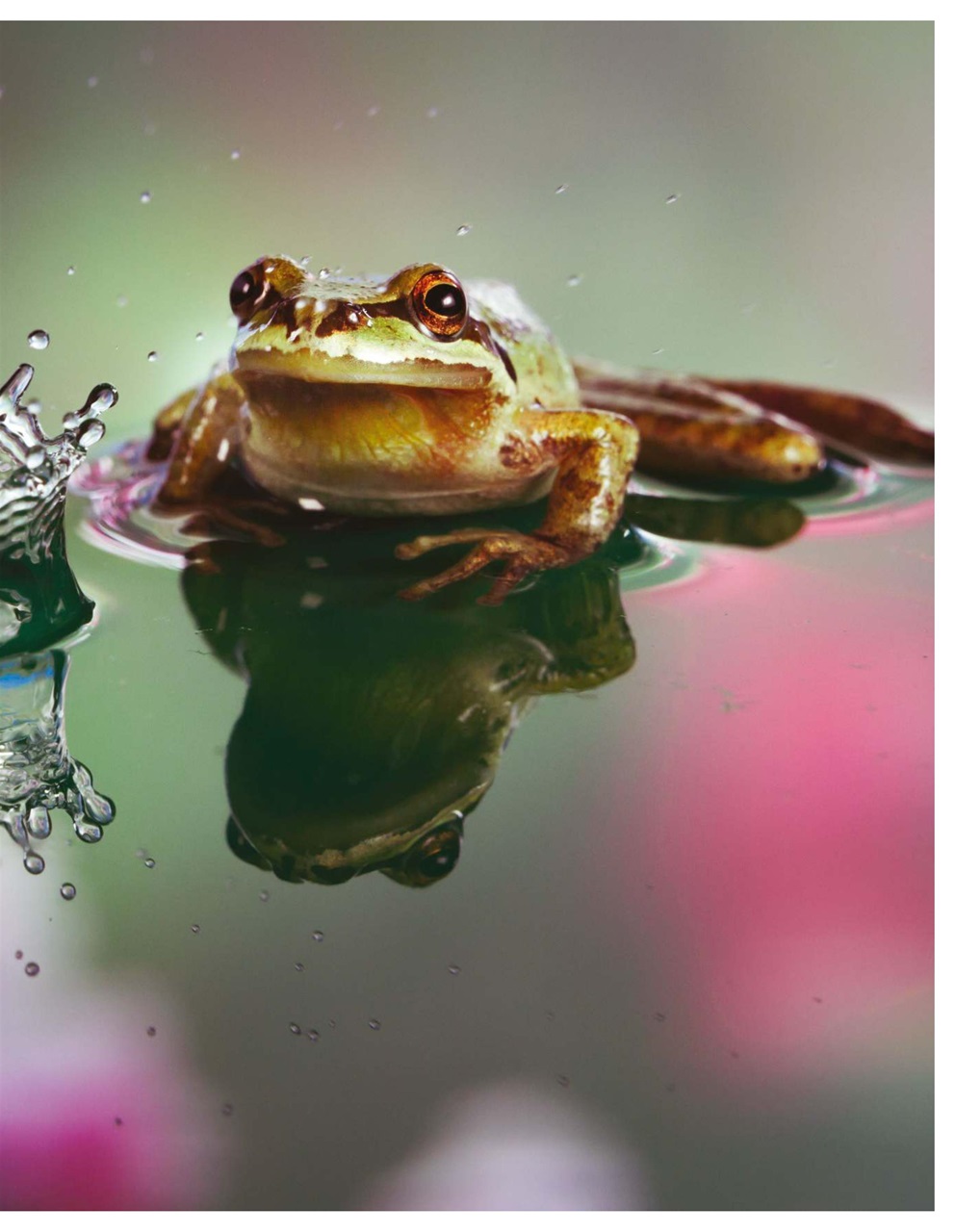 Digital Photographer Preview Pages