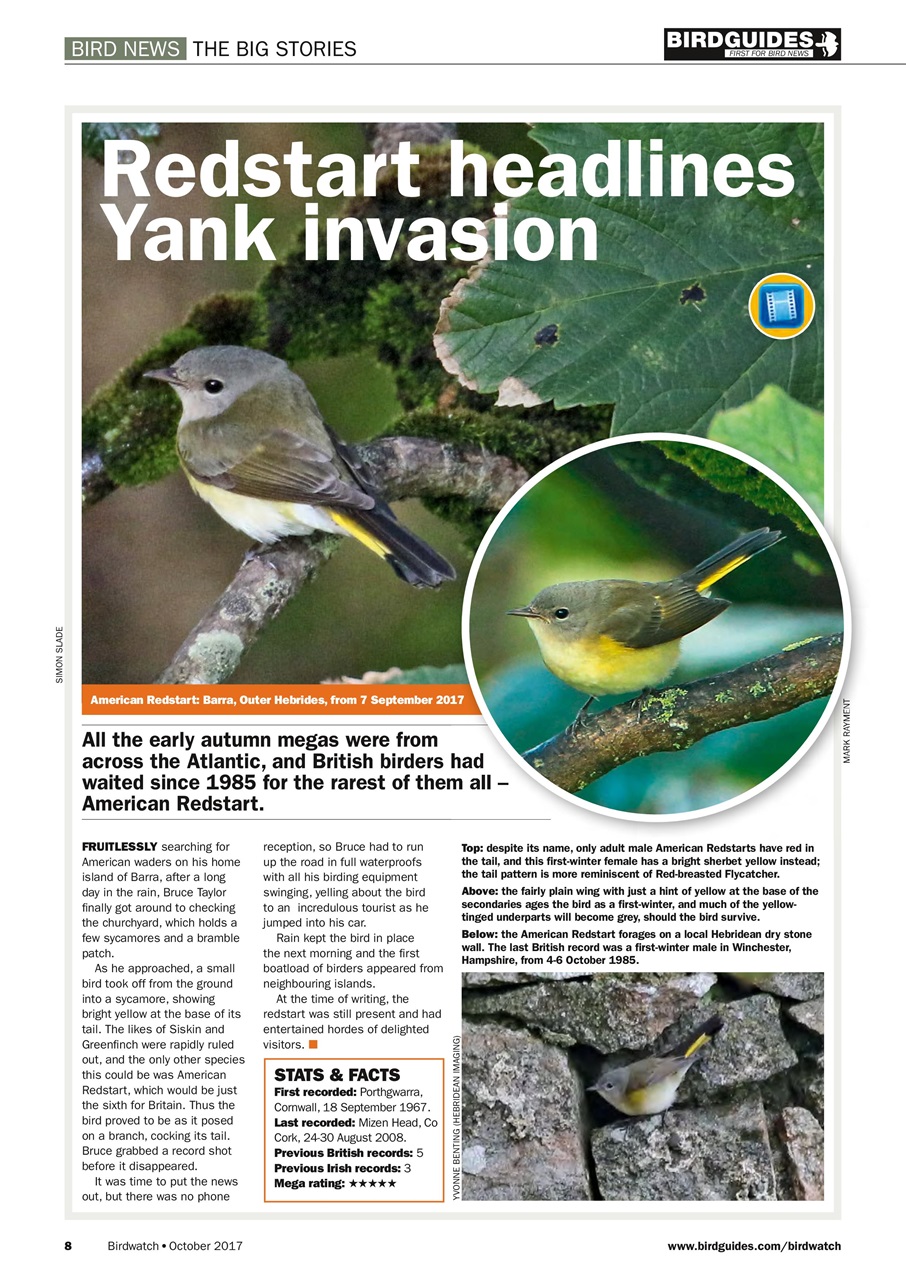 Birdwatch Magazine Preview Pages