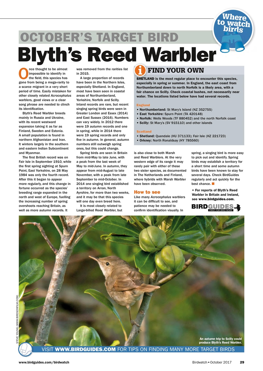 Birdwatch Magazine Preview Pages
