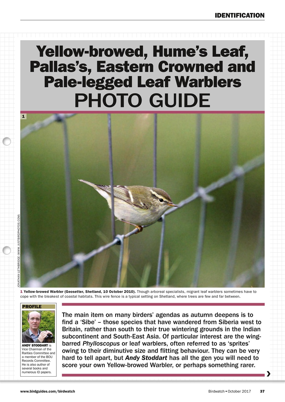 Birdwatch Magazine Preview Pages