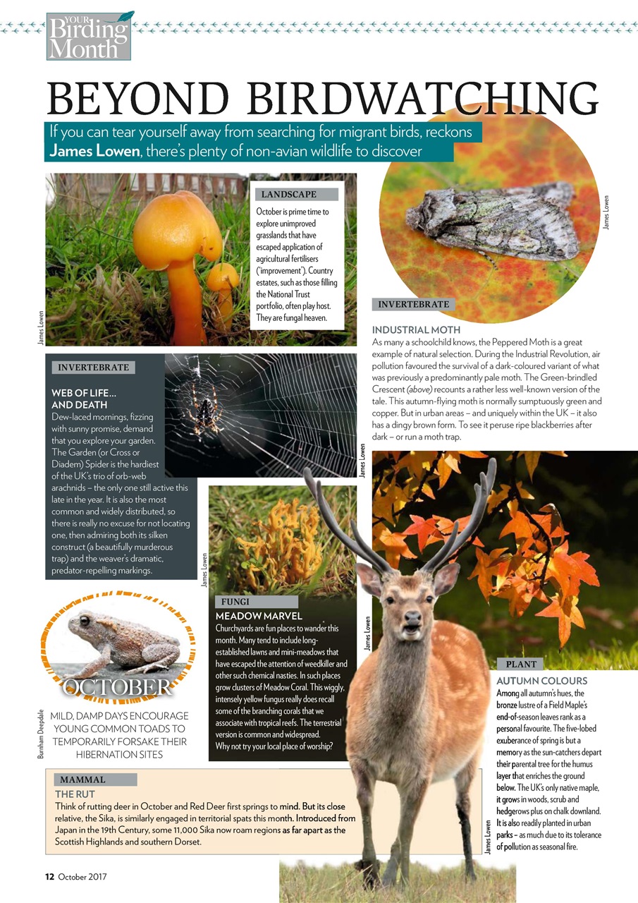 Bird Watching Preview Pages