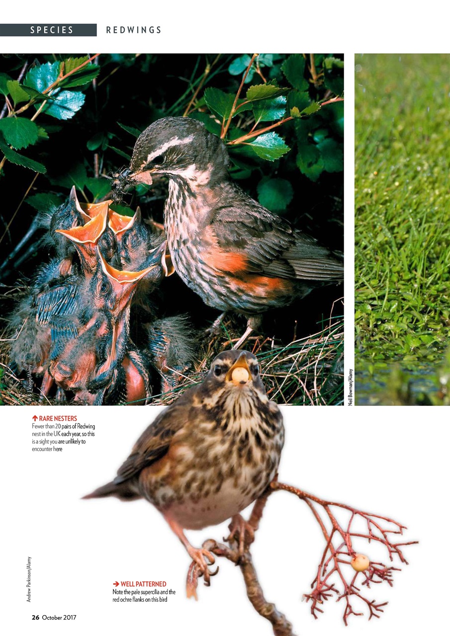 Bird Watching Preview Pages