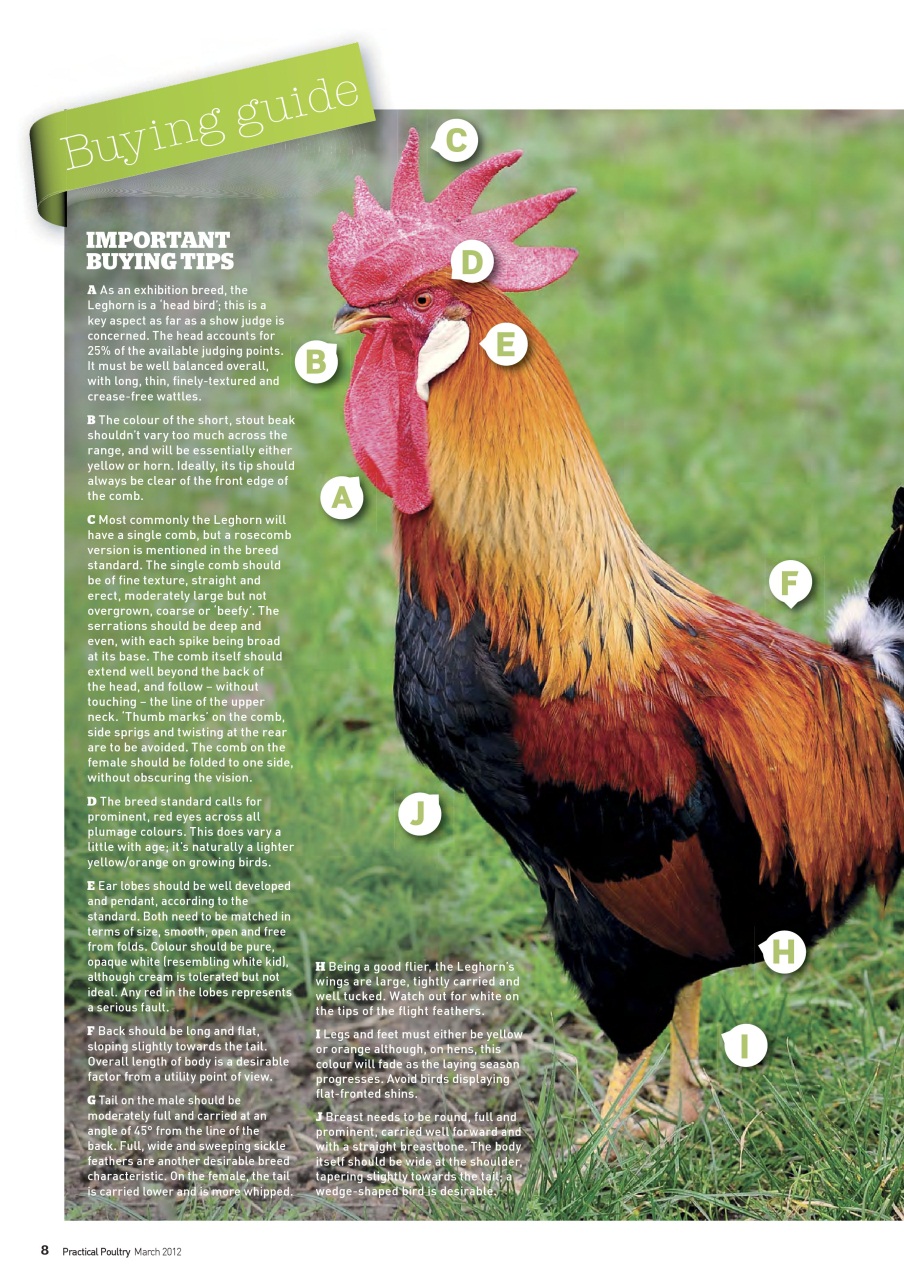 Practical Poultry Preview Pages