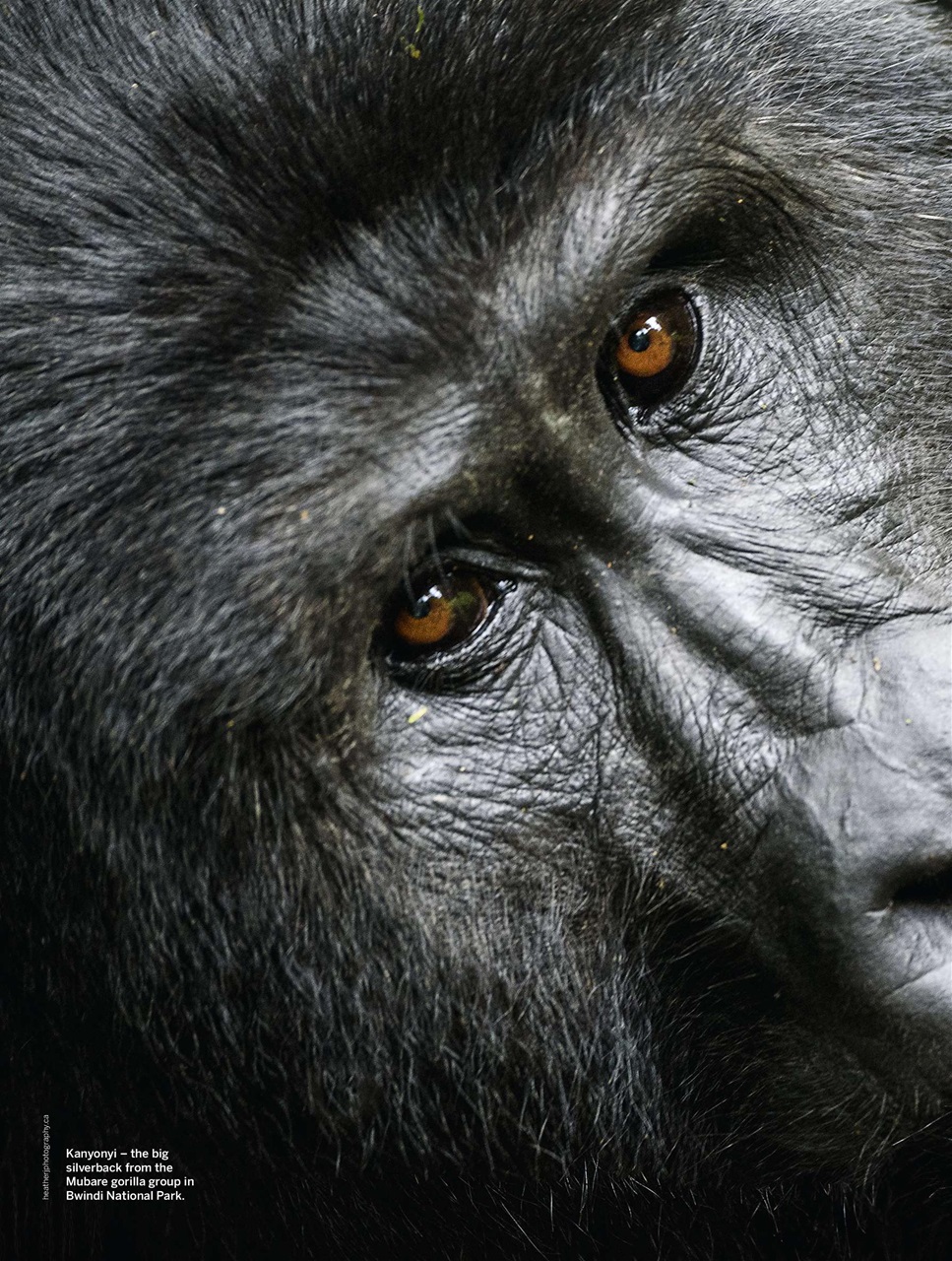 BBC Wildlife Magazine Preview Pages