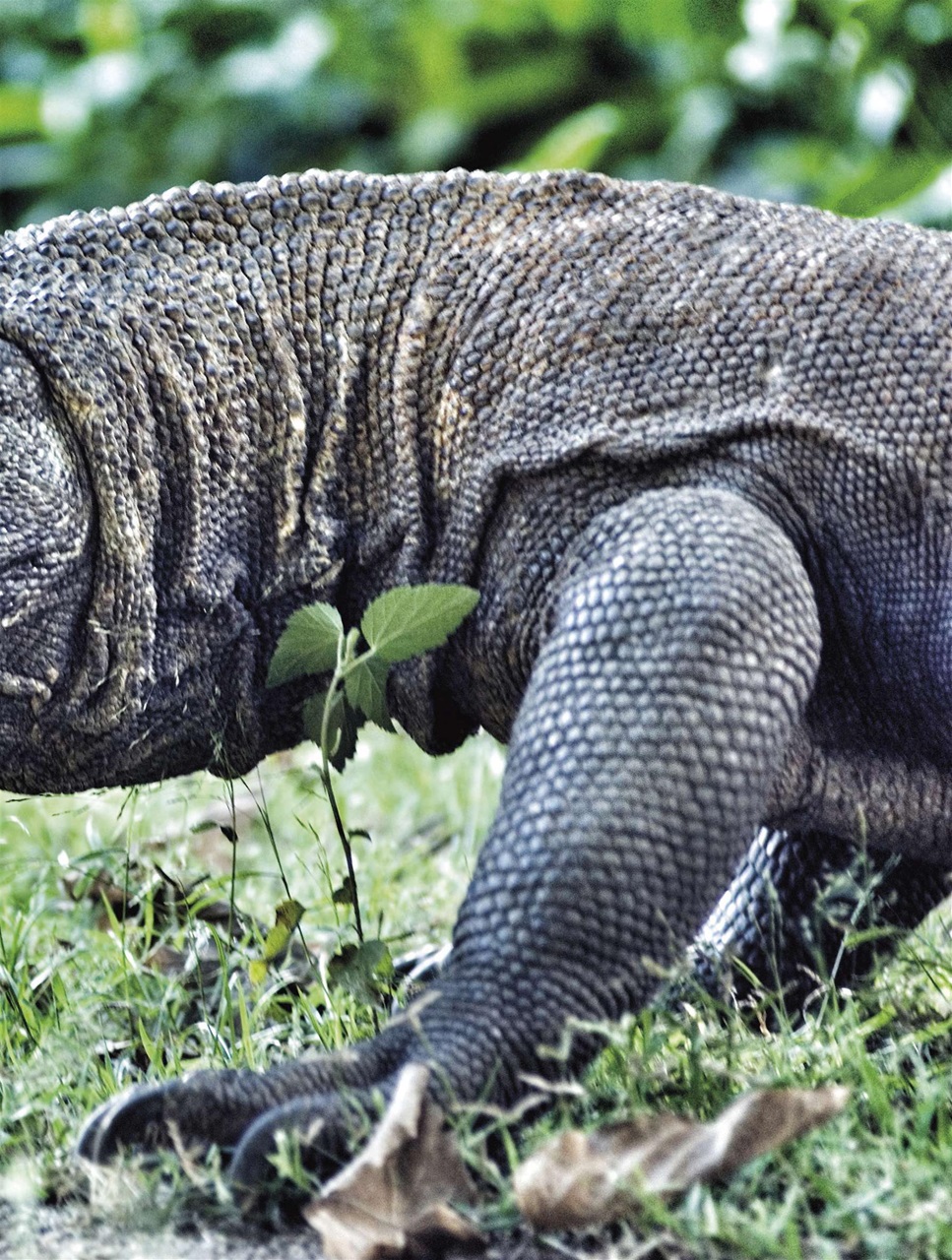 BBC Wildlife Magazine Preview Pages