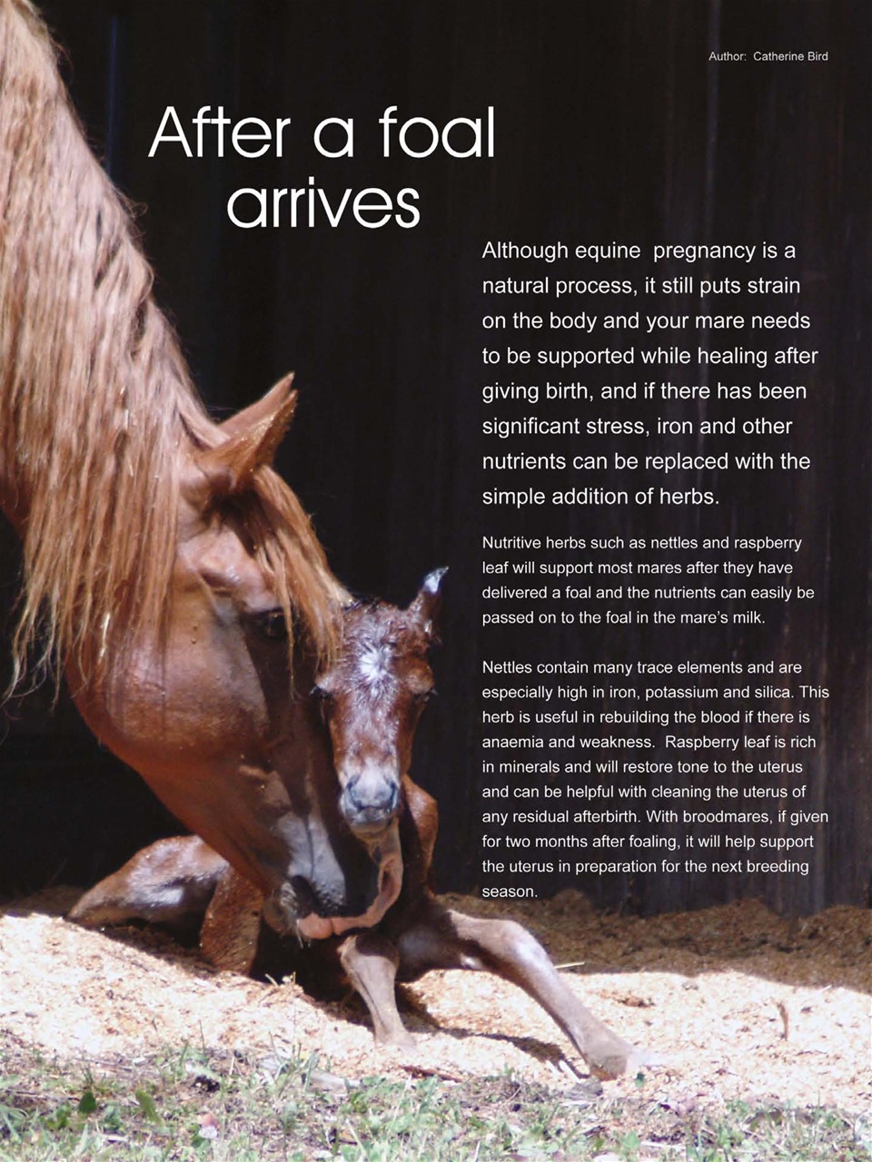 Hoofbeats Preview Pages