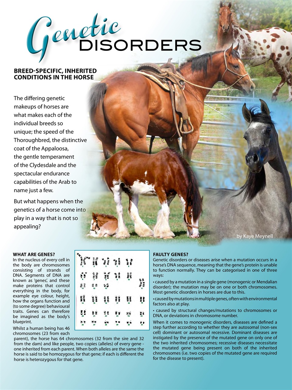 Hoofbeats Preview Pages
