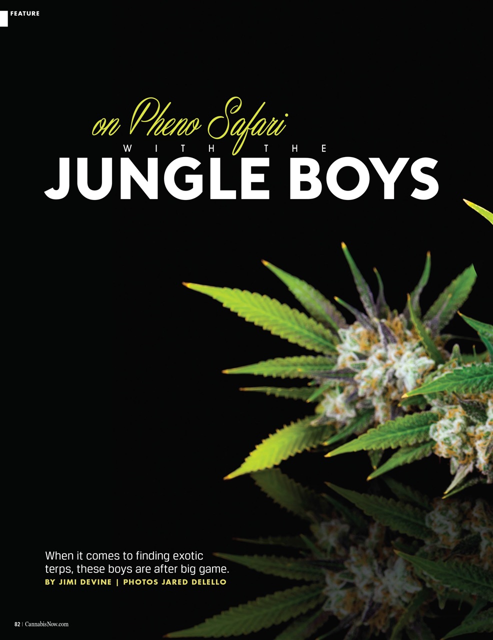 Cannabis Now Preview Pages