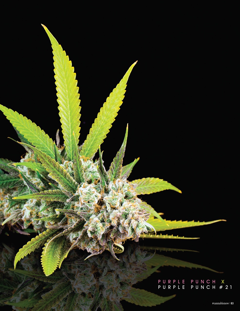 Cannabis Now Preview Pages