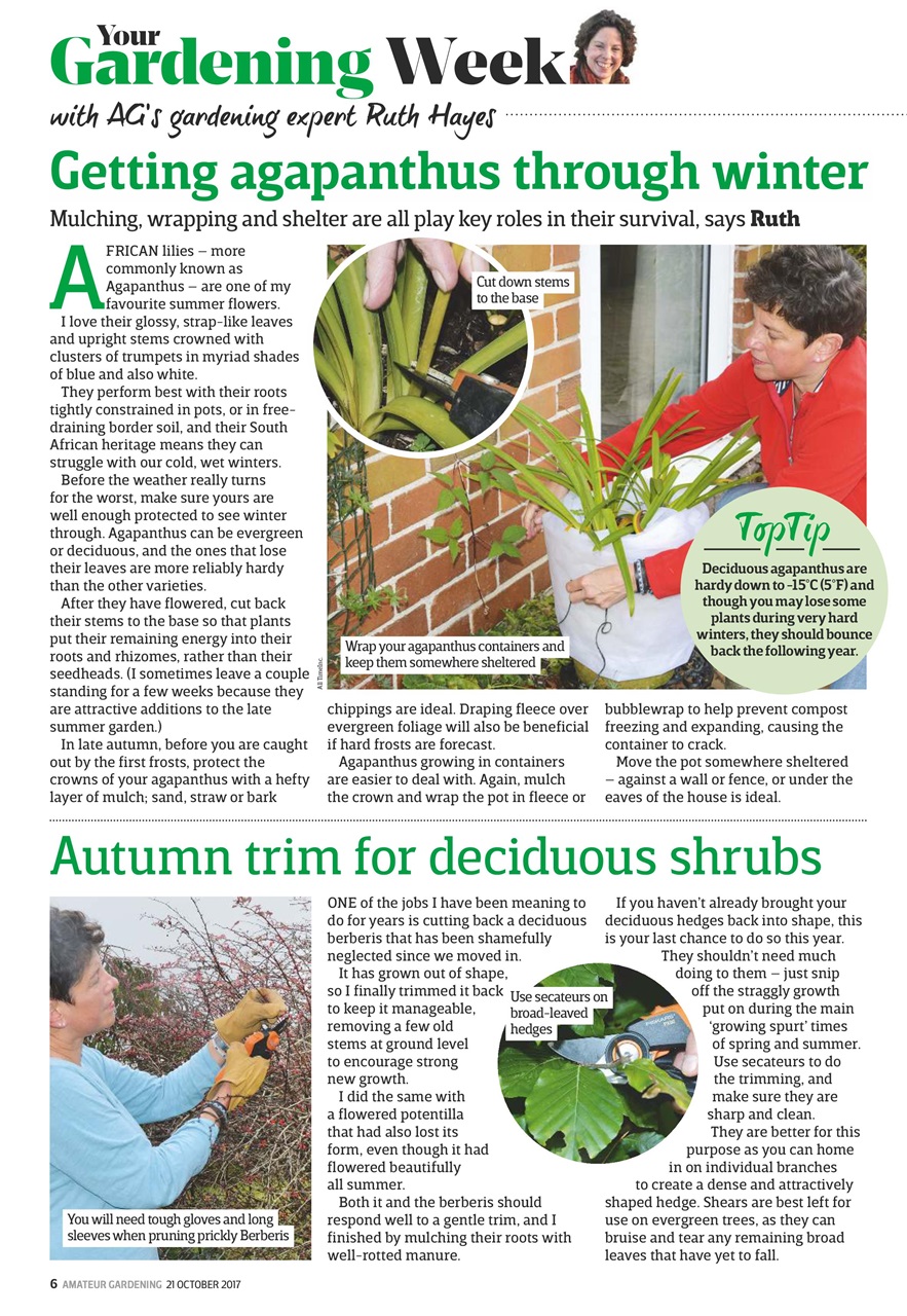 Amateur Gardening Preview Pages